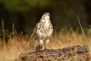 aguila ratonero descansa en una rama
