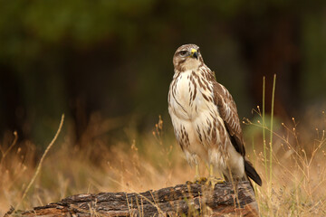aguila ratonero descansa en una rama