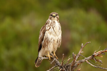 aguila ratonero descansa en una rama