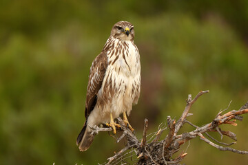 aguila ratonero descansa en una rama