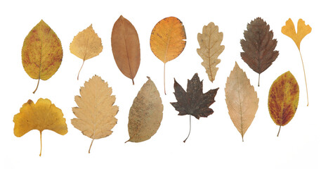 Collection of beautiful various dried autumn leaves isolated on white background