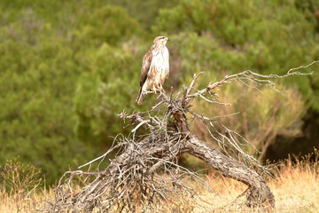 aguila ratonero descansa en una rama