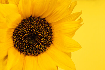 Fototapeta premium Beautiful yellow sunflower closeup, decorative flower