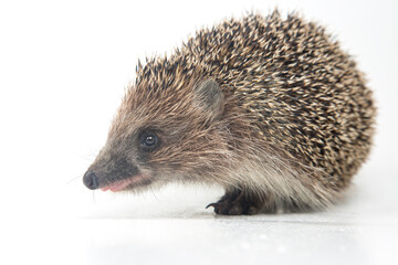 Erinaceus europaeus. Common European hedgehog on a white background