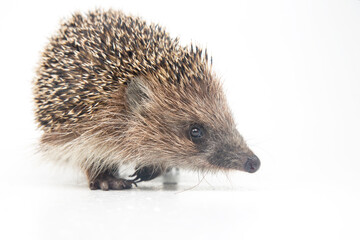 Erinaceus europaeus. Common European hedgehog on a white background