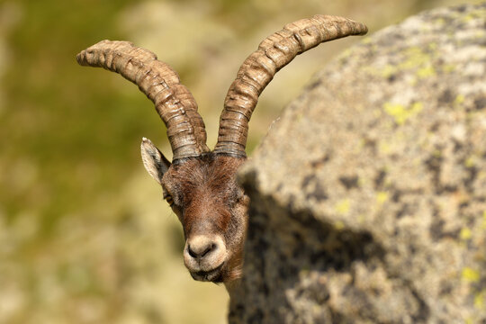 Macho montes en primavera en gredos