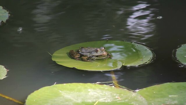 Big toad frog in the wild swampy nature