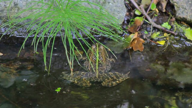 Big toad frog in the wild swampy nature