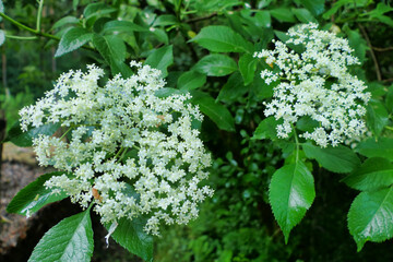 Close up of the flowers of an Elder Tree (Sambucus nigra), can be edible and medicinal
