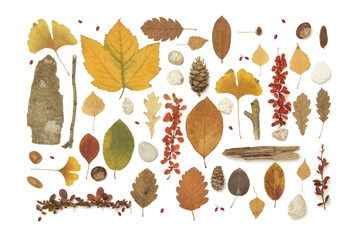 Autumn elements collection. Autumn seasonal composition with various elements: leaves, twigs, bark, cones, chestnut and stones. Design elemets isoated on white background.