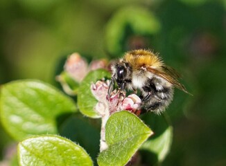bee on a flower