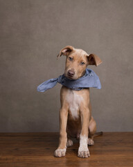 Alert playful hound puppy sits and stares at the camera while wearing a blue bandana in the studio