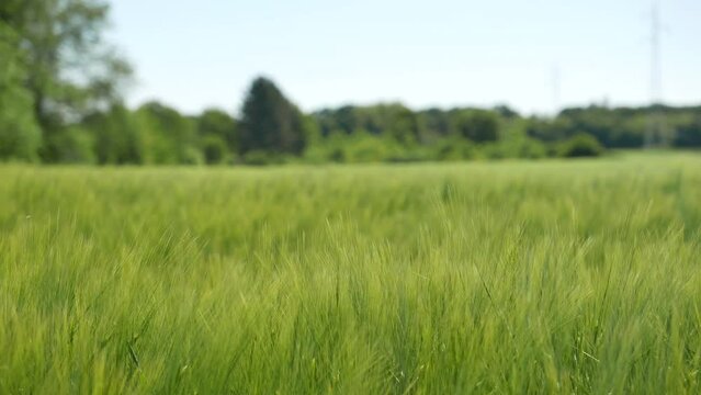 Cultivated unripe green barley field