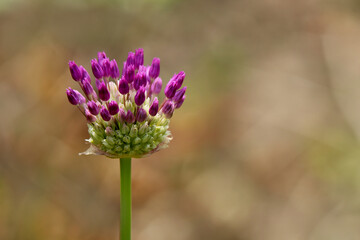 Blütenstand des Allium beim Aufbruch im Frühling