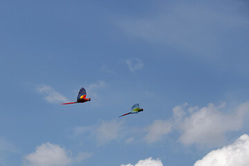 Fototapeta na wymiar zwei Aras beim Flug vor blauem Himmel