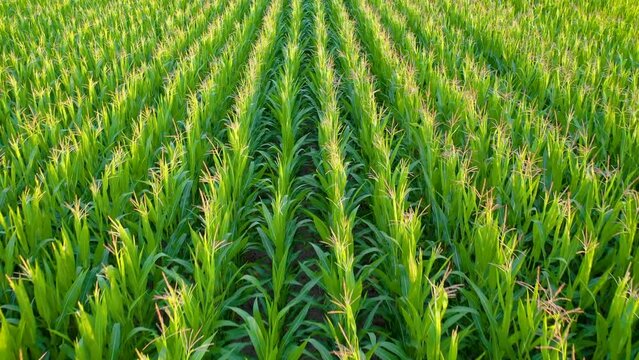 4k drone aerial footage of corn field in Wegrow County, Mazowsze region of Poland