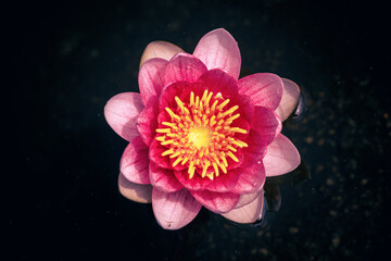 pink water lily or lotus flower view from above dark background - obrazy, fototapety, plakaty