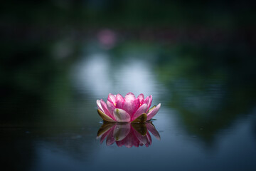 pink water lily or lotus flower reflected in water - obrazy, fototapety, plakaty