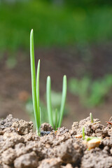 Young seedling of onion sprouts in the garden. Shallow depth of field.