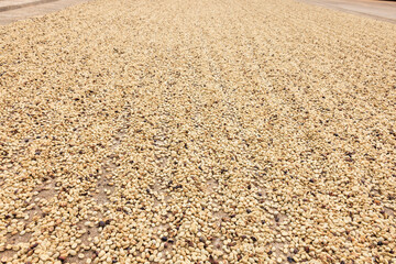 Coffee beans dry on ground