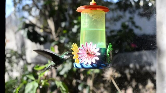 Colibr&iacute; y abejas aliment&aacute;ndose de un bebedero