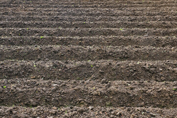 Rows of a plowed garden. Field dug soil rows. Selective focus