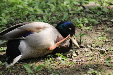 Mallard duck enjoying a rest