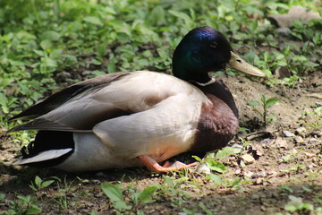Mallard duck enjoying a rest