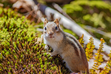 Naklejka na ściany i meble An Eastern Chipmunk staring back at the camera sitting on a moss covered log in the forest. 