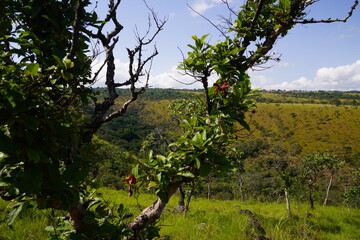 vineyard in the spring