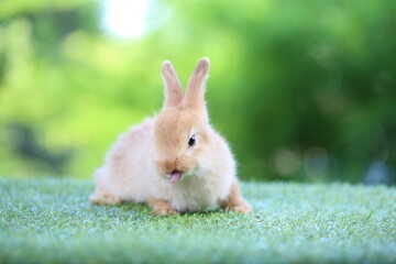 Cute little rabbit on green grass with natural bokeh as background during spring. Young adorable bunny playing in garden. Lovrely pet at park