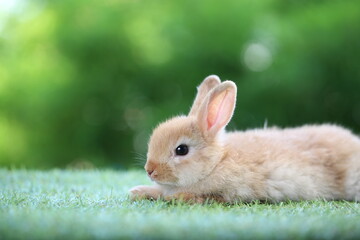 Fototapeta premium Cute little rabbit on green grass with natural bokeh as background during spring. Young adorable bunny playing in garden. Lovrely pet at park
