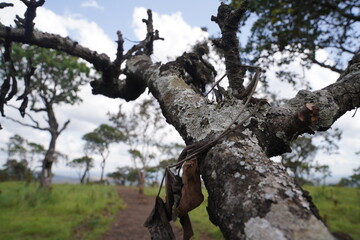 tree in the park