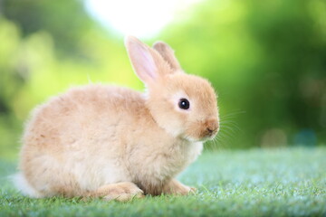 Cute little rabbit on green grass with natural bokeh as background during spring. Young adorable bunny playing in garden. Lovrely pet at park