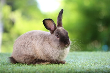 Cute little rabbit on green grass with natural bokeh as background during spring. Young adorable bunny playing in garden. Lovrely pet at park