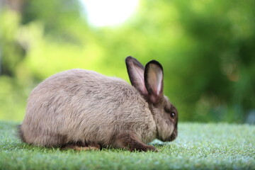 Fototapeta premium Cute little rabbit on green grass with natural bokeh as background during spring. Young adorable bunny playing in garden. Lovrely pet at park