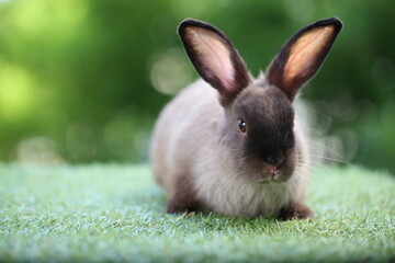 Cute little rabbit on green grass with natural bokeh as background during spring. Young adorable bunny playing in garden. Lovrely pet at park