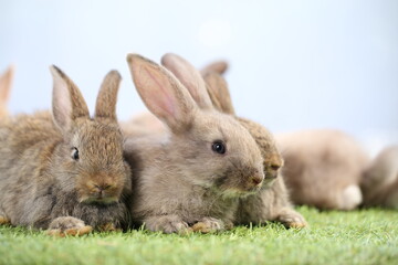 Cute little rabbit on green grass with natural bokeh as background during spring. Young adorable bunny playing in garden. Lovrely pet at park