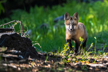 Young North American Red Fox (Vulpes vulpes fulva)