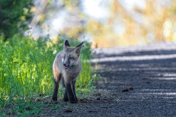 Young North American Red Fox (Vulpes vulpes fulva)