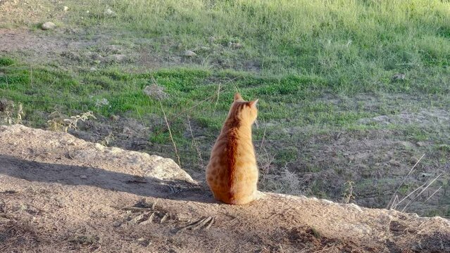 A lonely ginger cat sits on the stone in the desert at sunny morning and after that going down