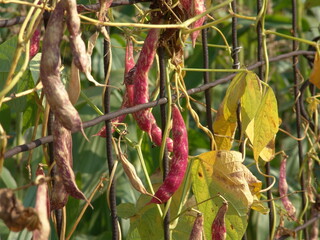 Red bean pods on a mesh fence in the garden.