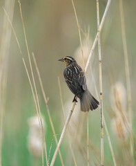  red wing blackbird on the reed