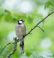 blue jay standing on the tree branch in spring