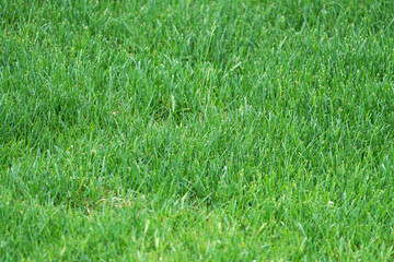 real green grass natural background