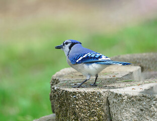 close up on blue jay in the backyard