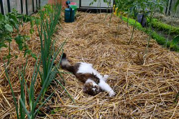 Amateur organic farming. A summer greenhouse with tomato and green onion plants in early summer. Mulching of beds with straw. The kitten is lying on the straw in the greenhouse - Powered by Adobe