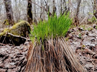 grass in the forest