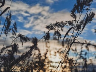reeds at sunset