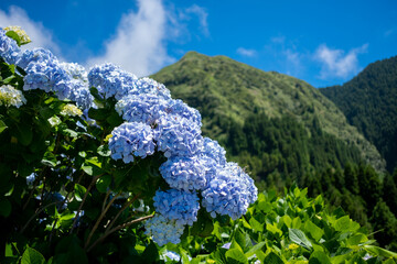 Beautiful hydrangea flowers whit the green mountain at the background. São Miguel island in the...